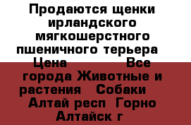 Продаются щенки ирландского мягкошерстного пшеничного терьера › Цена ­ 30 000 - Все города Животные и растения » Собаки   . Алтай респ.,Горно-Алтайск г.